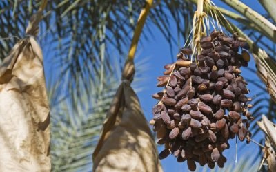 Manfaat Kurma Ajwa Yang Jarang Diketahui