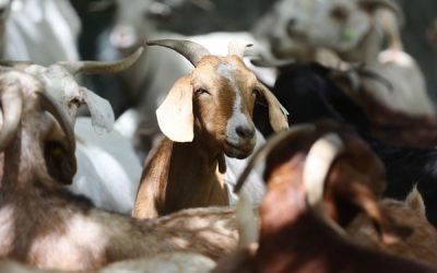 Kurban Atas Nama Mayit