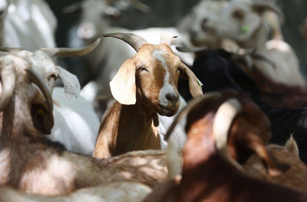 Kurban Atas Nama Mayit