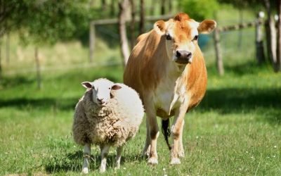 Berapa Batasan Usia Hewan Kurban