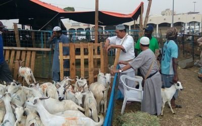 Sudah Bayar Dam, Apakah Masih Sunnah Berkurban?