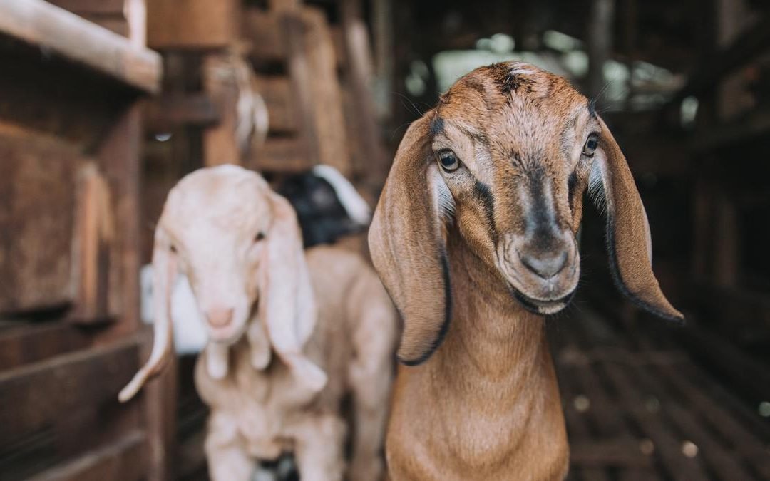 Perbedaan dan Hikmah Antara Kurban dan Aqiqah