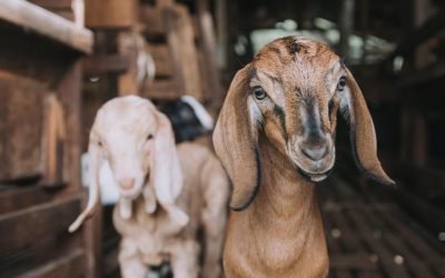 Perbedaan dan Hikmah Antara Kurban dan Aqiqah