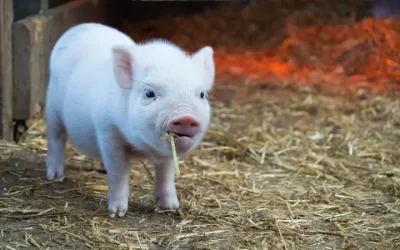 Alasan Kenapa Babi Diciptakan