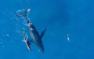 Kisah Nabi Yunus dan Ikan Nun