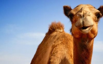 Bagaimana Nasib Hewan Setelah Mati