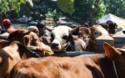 Hewan Kurban Jadi Tunggangan Menuju Surga?