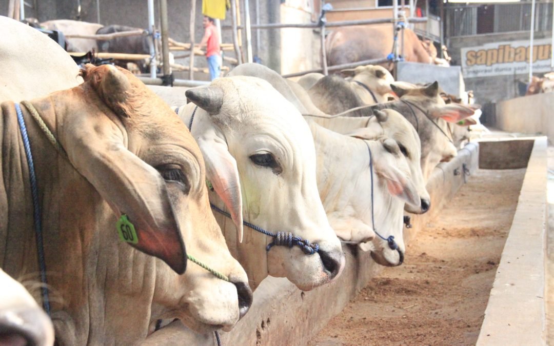 Bolehkah Kurban dengan Pinjaman Online?