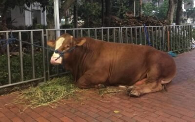 Hukum Berqurban: Wajib atau Sunnah?