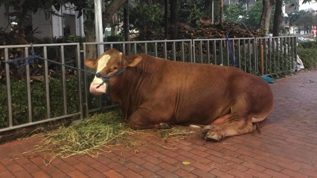 Hukum Berqurban: Wajib atau Sunnah?