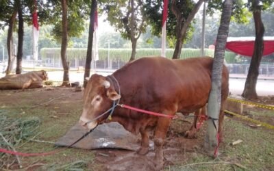 Makna dan Keutamaan Qurban